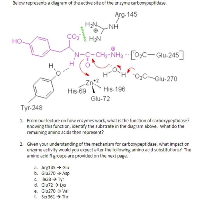 Solved Below represents a diagram of the active site of the | Chegg.com