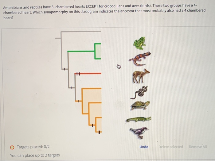 Solved Amphibians and reptiles have 3-chambered hearts | Chegg.com