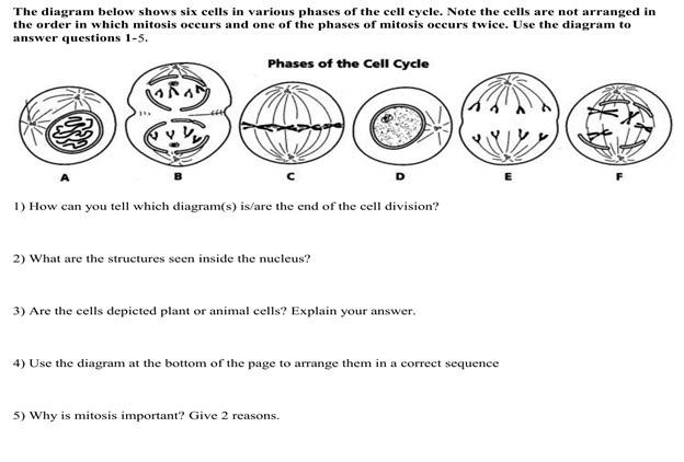 Solved The diagram below shows six cells in various phases | Chegg.com