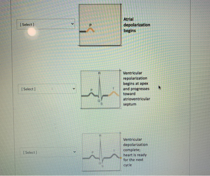 Solved Place each image with a description in order from | Chegg.com