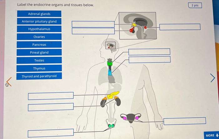Label the endocrine organs and tissues below.
Adrenal glands
Anterior pituitary gland
Hypothalamus
Ovaries
Pancreas
Pineal gl