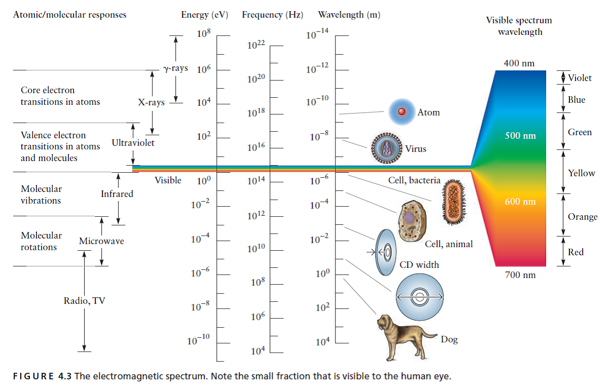 Solved Barium atoms in a flame emit light as they undergo transit