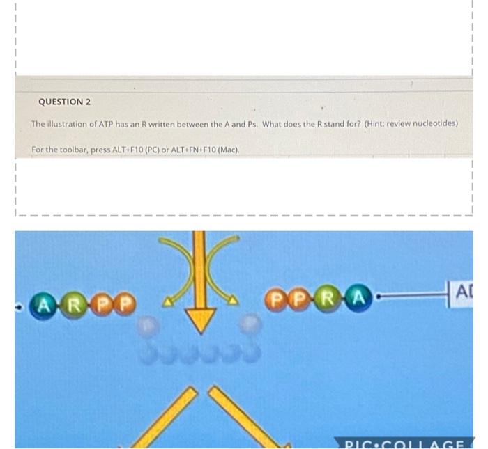 Solved QUESTION 2 The illustration of ATP has an Rwritten | Chegg.com