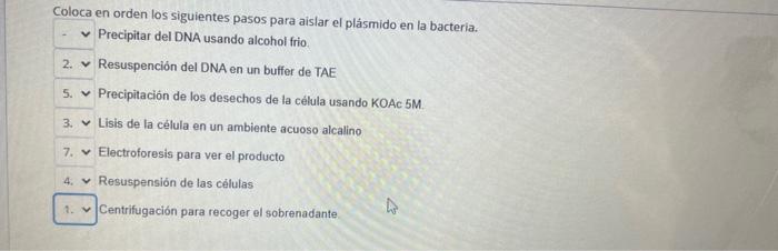 Coloca en orden los siguientes pasos para aislar el plásmido en la bacteria. Precipitar del DNA usando alcohol frio. Resuspen