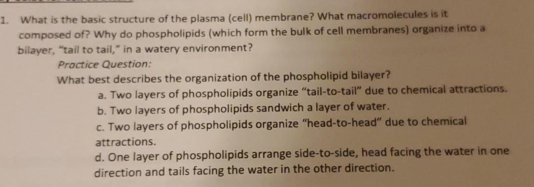 Solved 1. What is the basic structure of the plasma (cell) | Chegg.com
