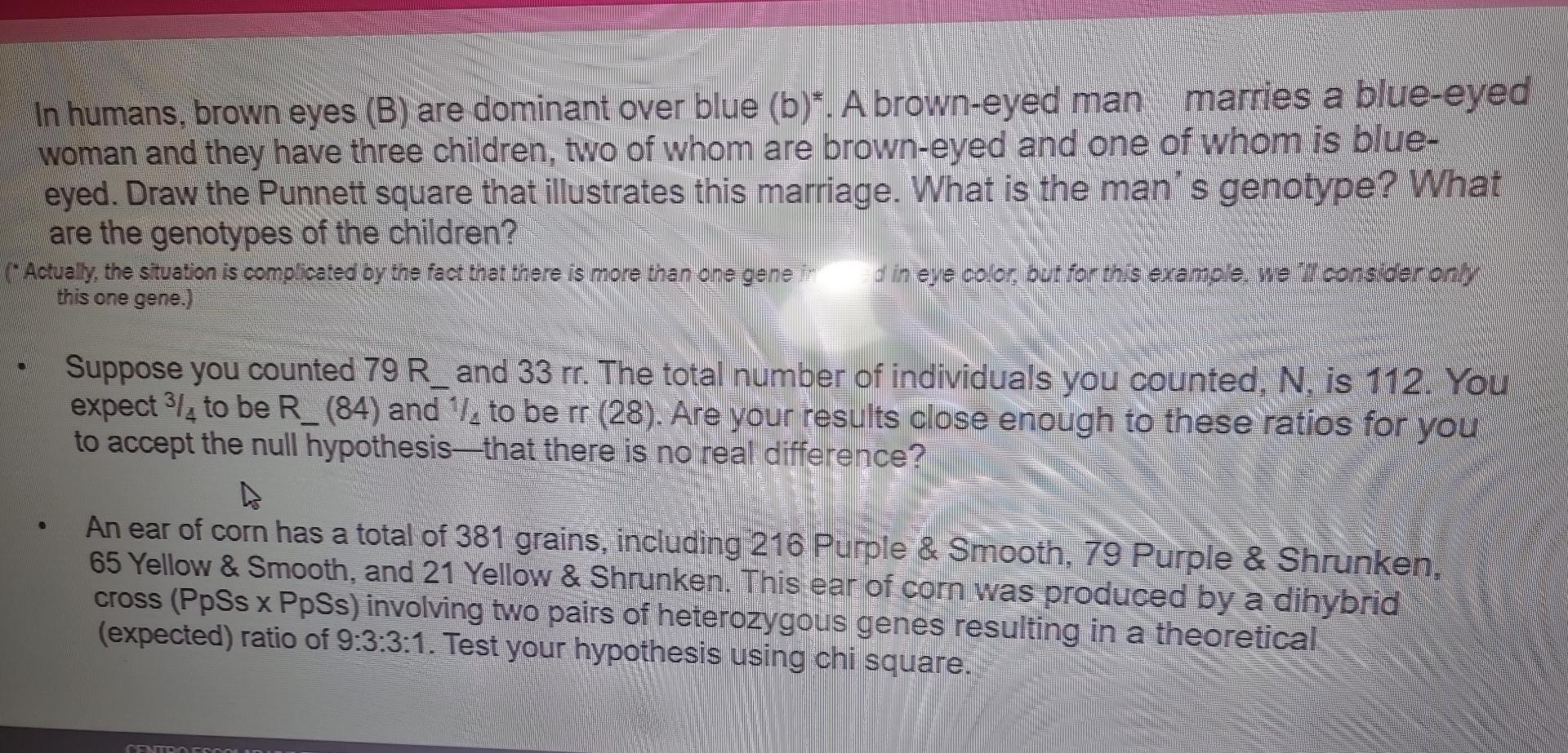 Solved In Humans Brown Eyes B Are Dominant Over Blue 9777