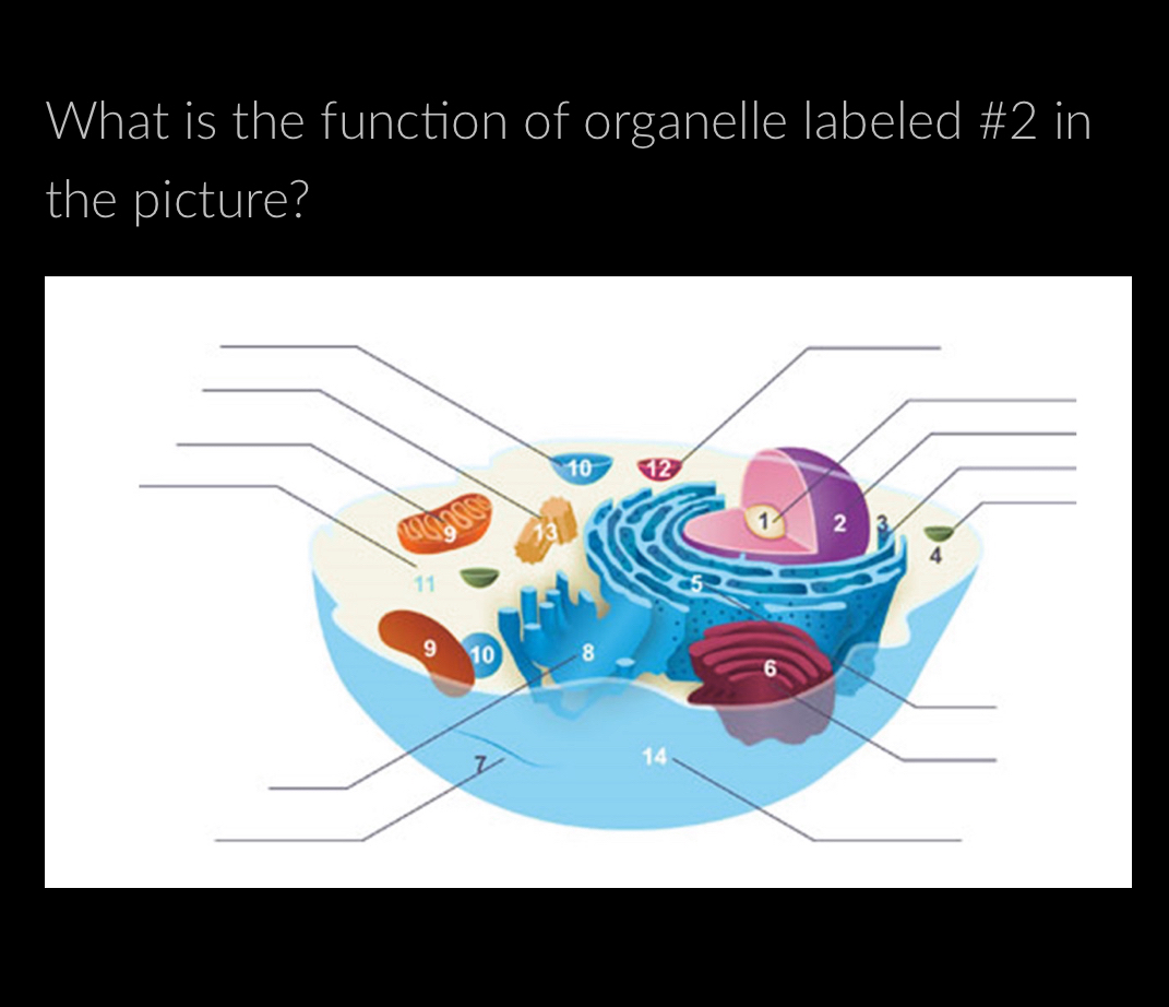 Solved What is the function of organelle labeled #2 ﻿in the | Chegg.com