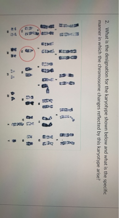 2. What Is The Designation For The Karyotype Shown 