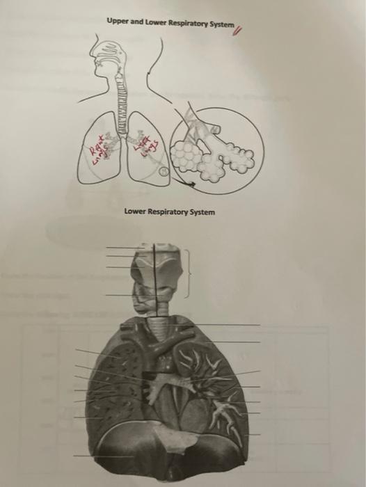 Solved Upper and lower Respiratory System | Chegg.com