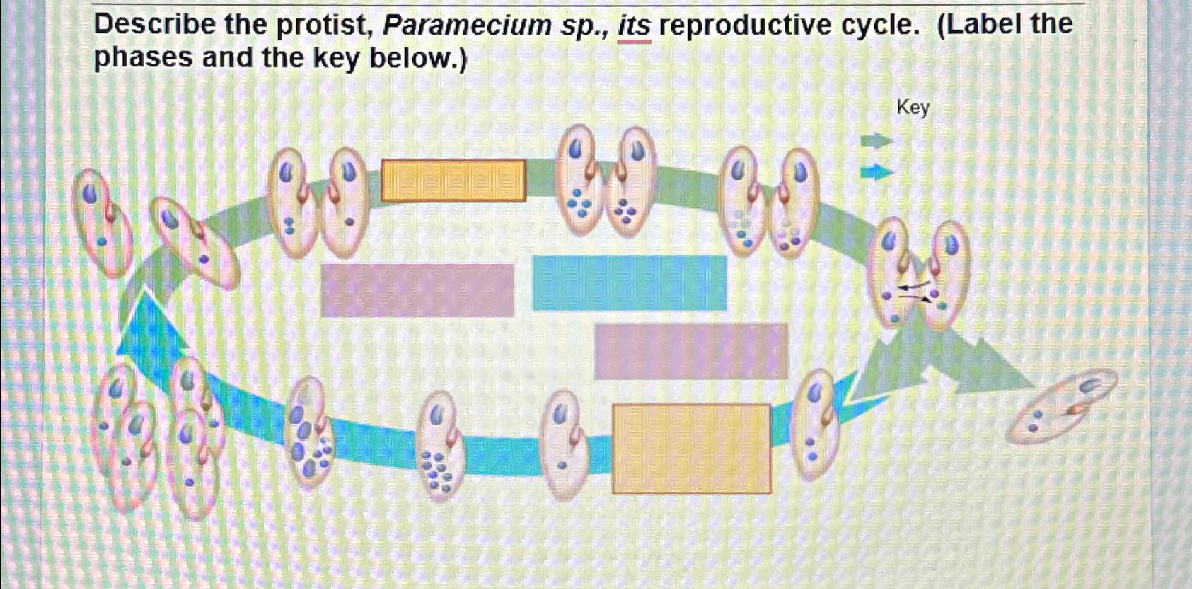 Solved Describe The Protist Paramecium Sp ﻿its