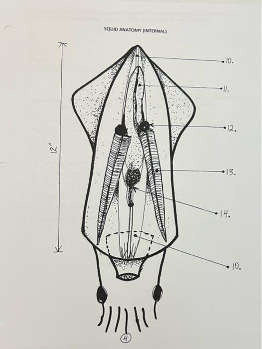 Solved SQUID ANATOMY (INTERNAL) K 10. • Il. 12. 12