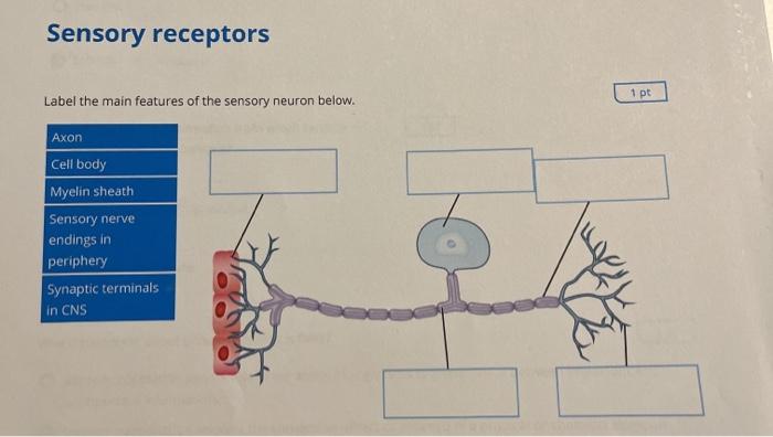 Solved Sensory receptors 1 pt Label the main features of the | Chegg.com