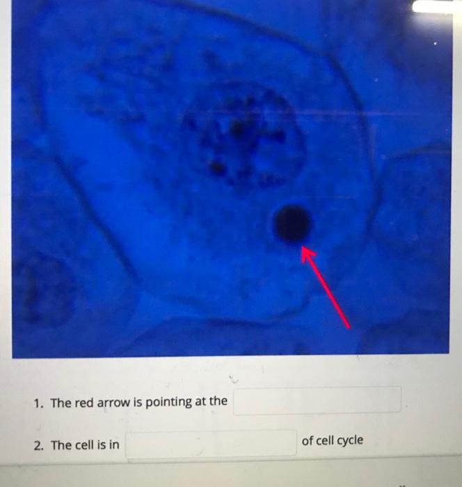 1. The red arrow is pointing at the 2. The cell is in of cell cycle