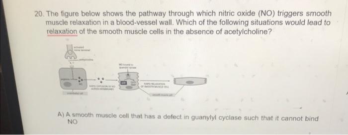 20. The figure below shows the pathway through which nitric oxide (NO) triggers smooth muscle relaxation in a blood-vessel wa