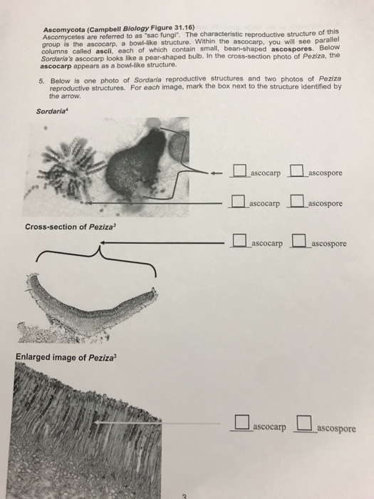 Each Phylum Of Fungi References A Figure From The Chegg Com