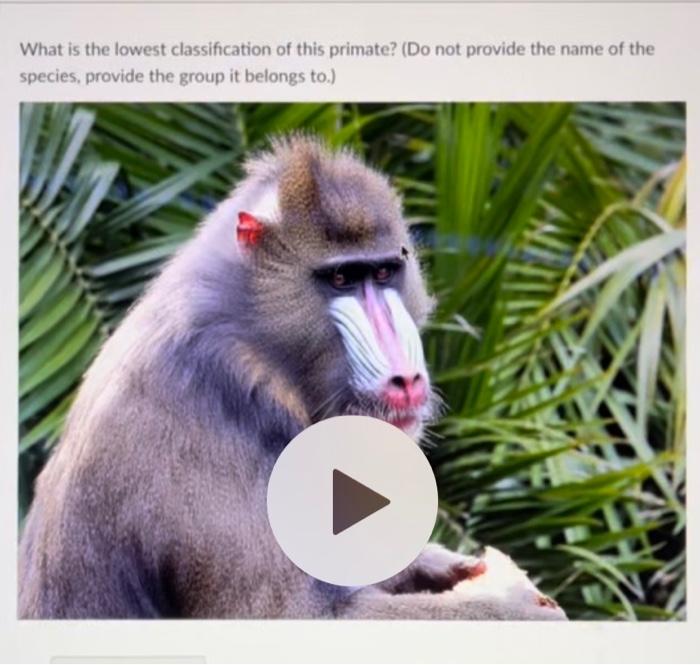 SPECIES IS THE LOWEST UNIT OF CLASSIFICATION visual data 3