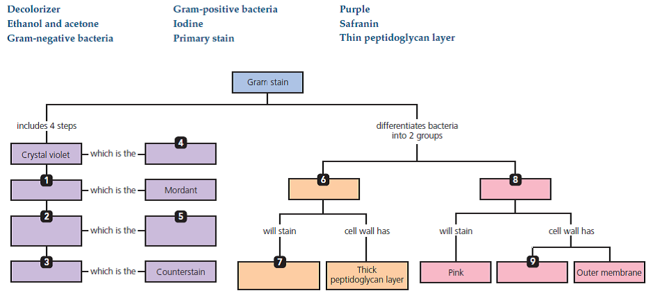 bacterial cell wall concept map Solved Using The Following Terms Fill In The Following Concep Chegg Com bacterial cell wall concept map