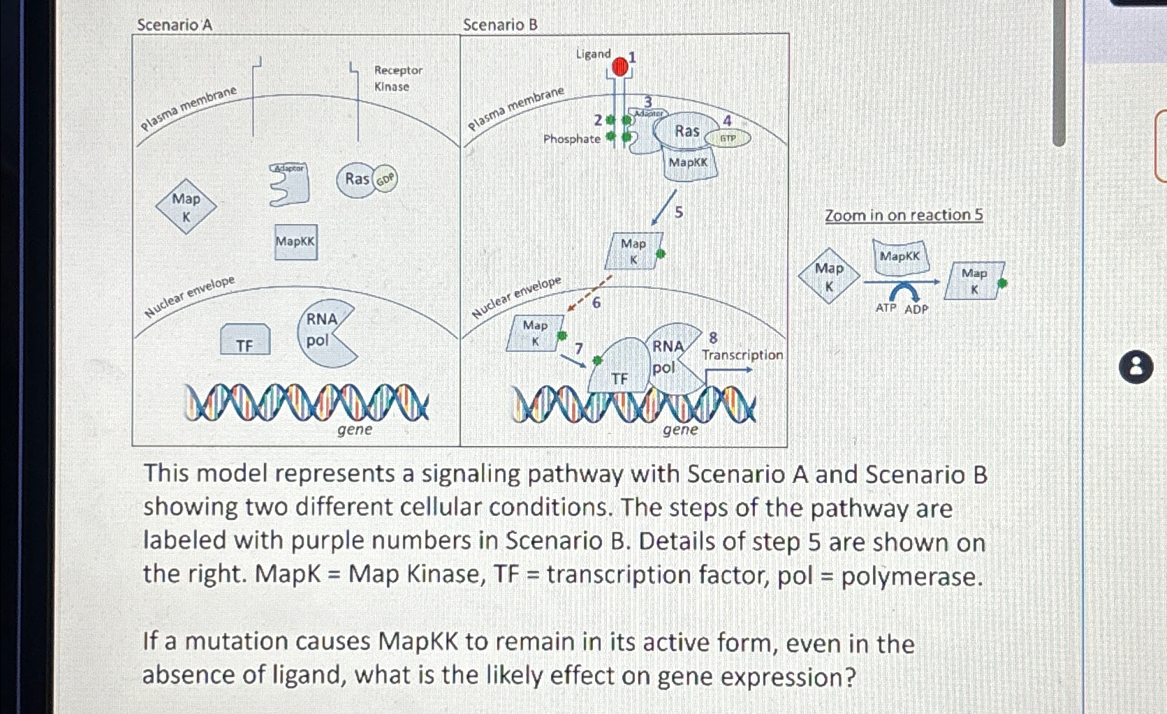 Solved This model represents a signaling pathway with | Chegg.com
