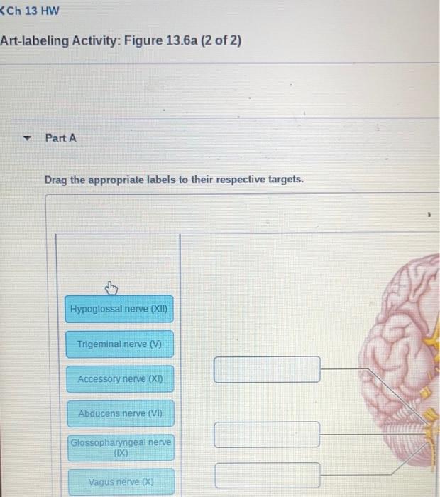 Solved Artlabeling activity Figure 13.6a (2 of 2)