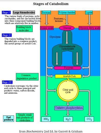 Solved 1. What Are The Products Of Catabolism? Which Part Of | Chegg.com