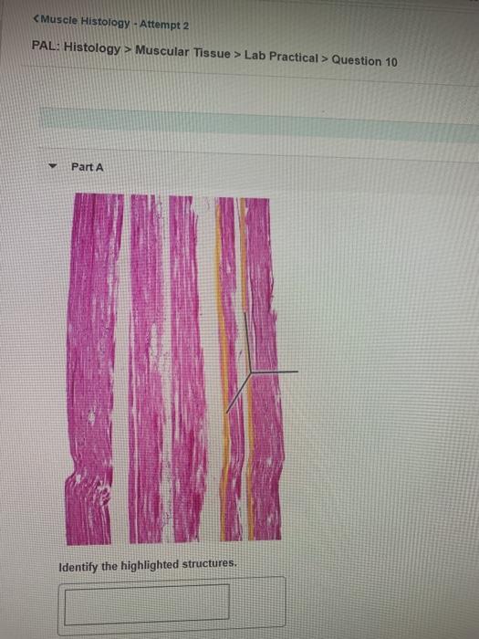 Muscle Histology Attempt 2 Pal Histology Chegg 