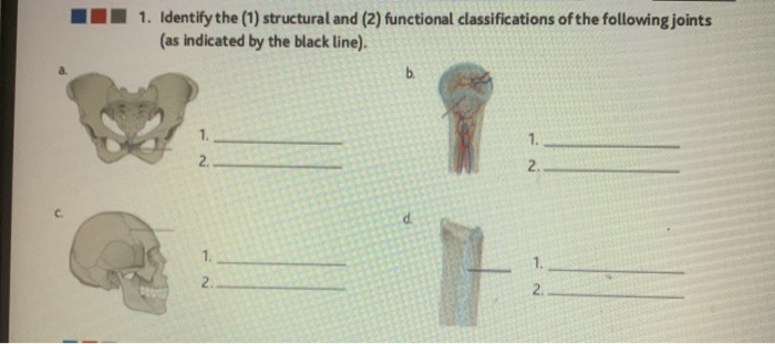 Solved 1. Identify the (1) structural and (2) functional | Chegg.com
