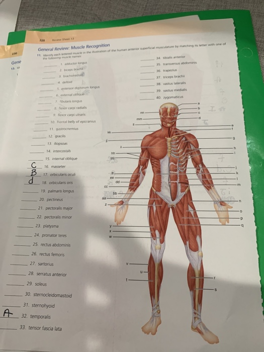 Solved General Review Muscle Recognition Gene 16. trapers Chegg