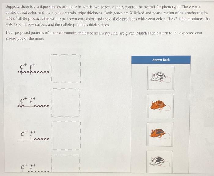 Solved Suppose there is a unique species of mouse in which | Chegg.com