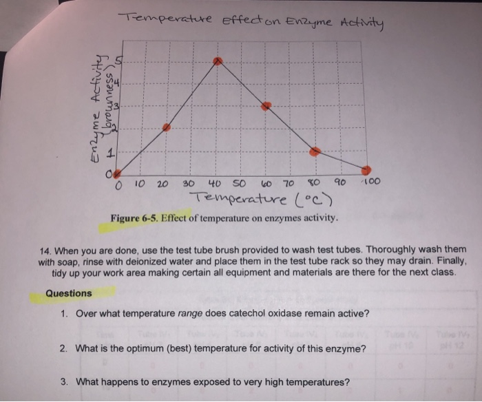 Solved Temperature effect on Enzyme Activity Enzyme Activity | Chegg.com