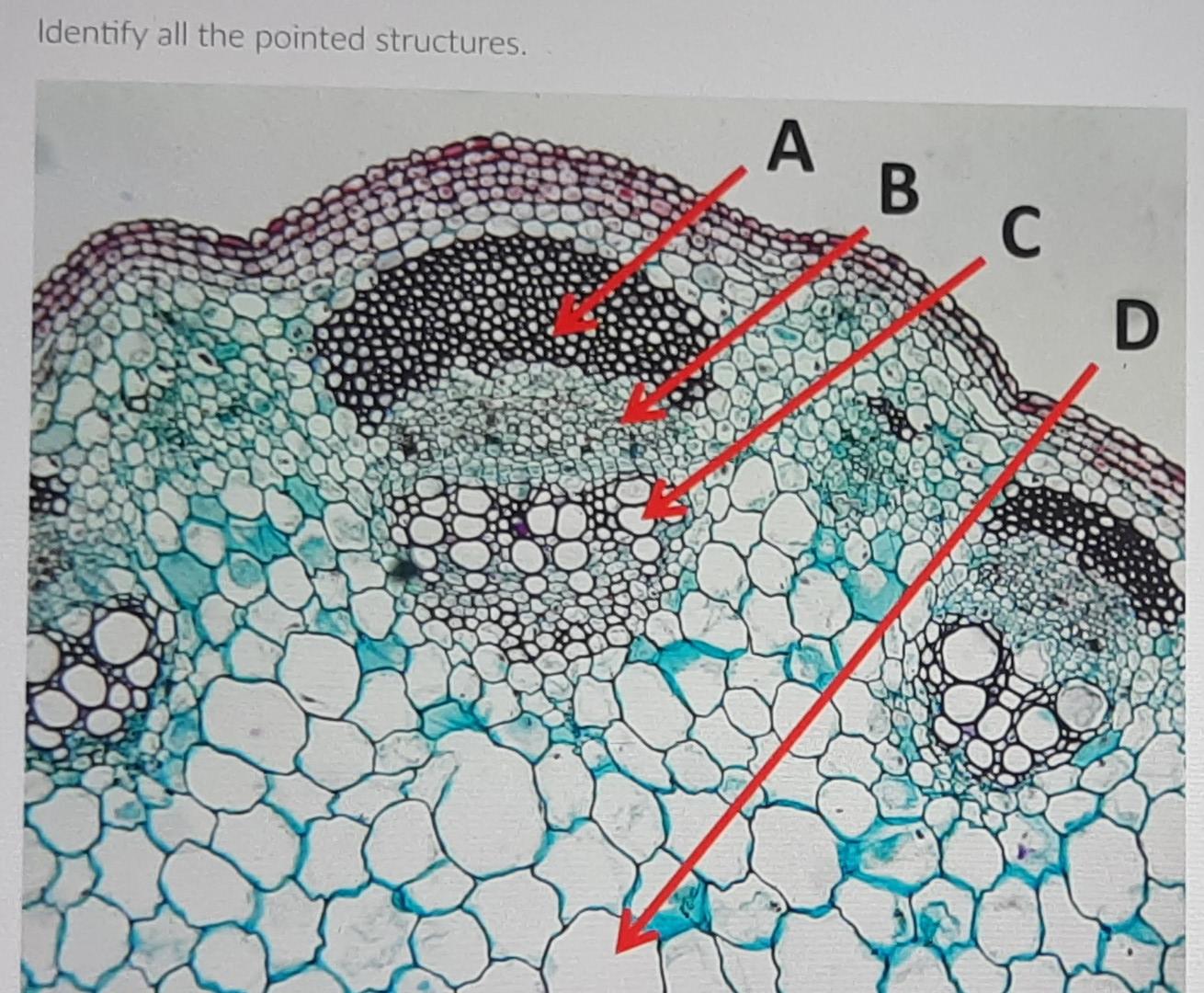 Solved Identify all the pointed structures. A B C D | Chegg.com