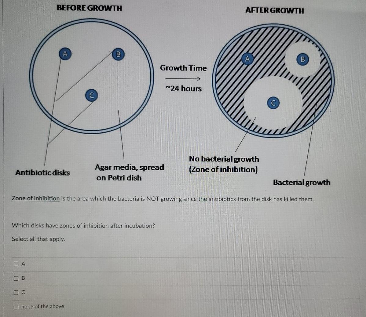 Solved BEFORE GROWTH AFTER GROWTH B B Growth Time 24 Hours | Chegg.com