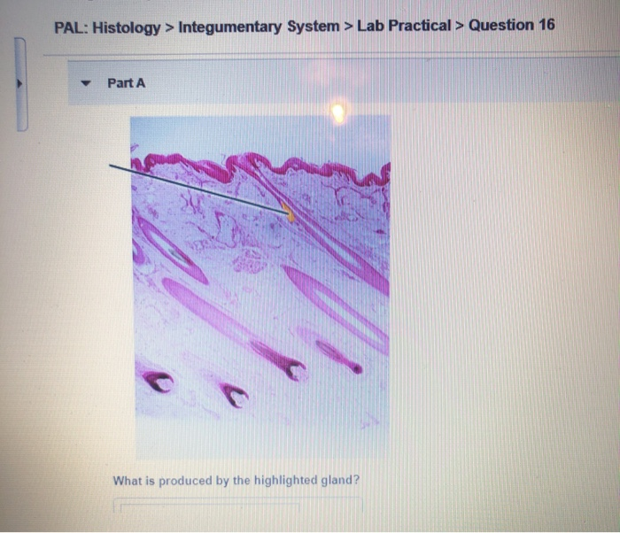 Solved PAL: Histology > Integumentary System > Lab Practical | Chegg.com