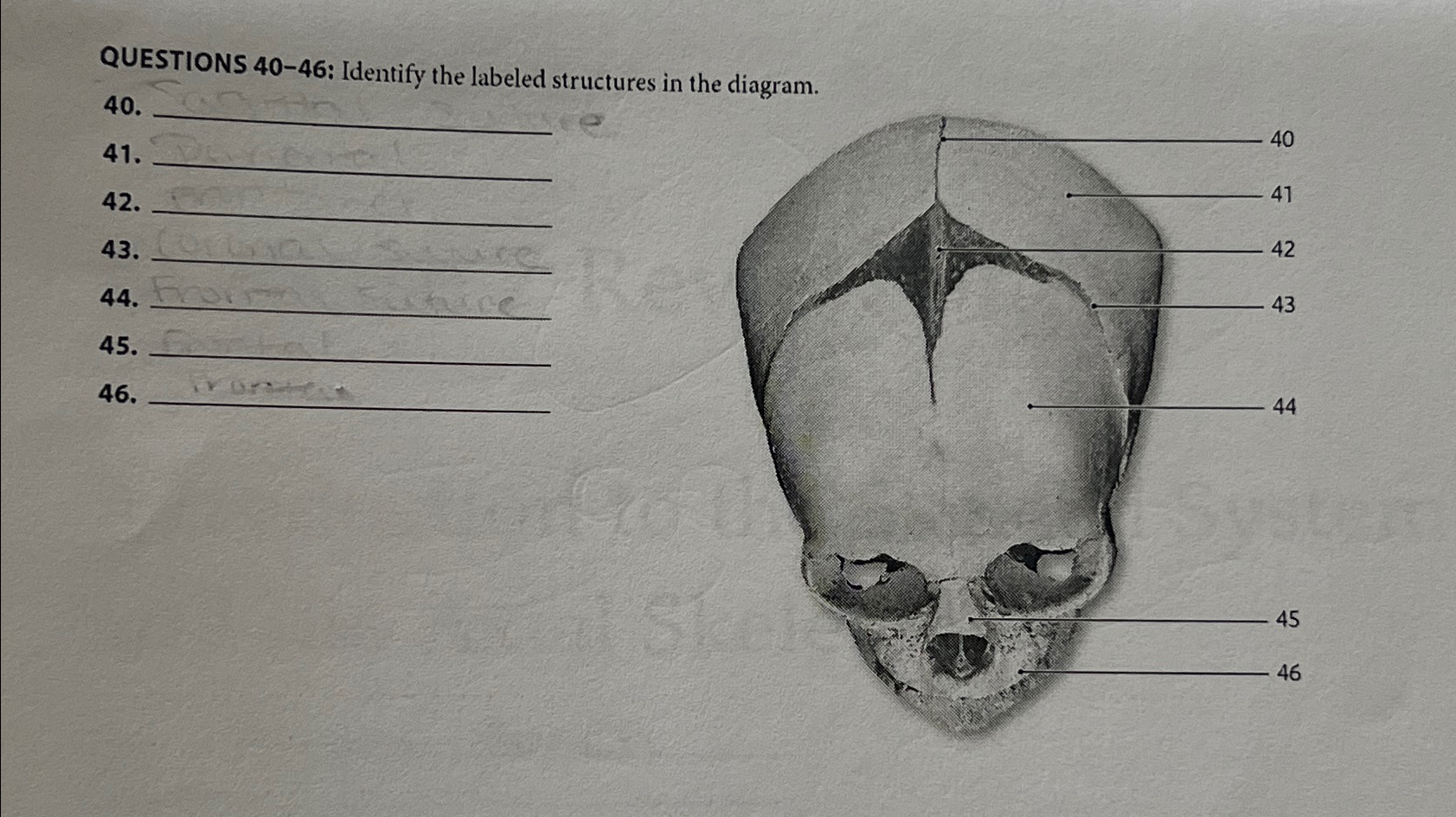 Solved QUESTIONS 40-46: Identify the labeled structures in | Chegg.com
