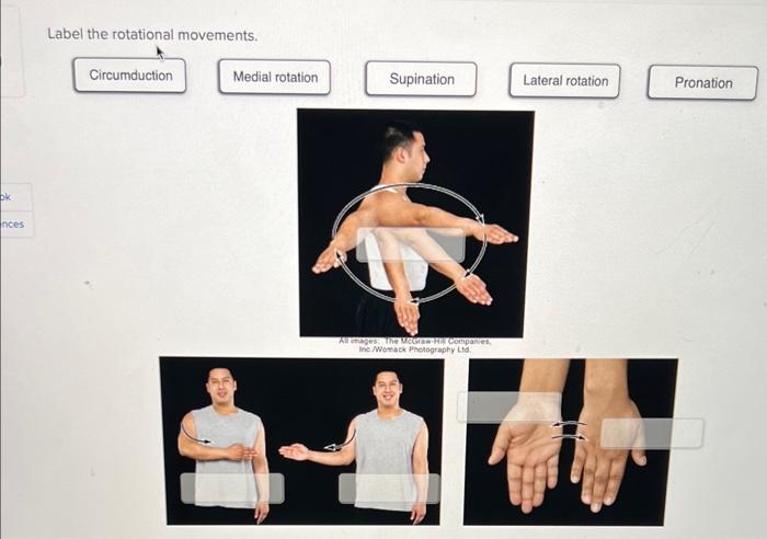 Solved Label the rotational movements. | Chegg.com