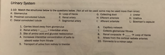 Solved Urinary System 1-10: Match the structures below to | Chegg.com