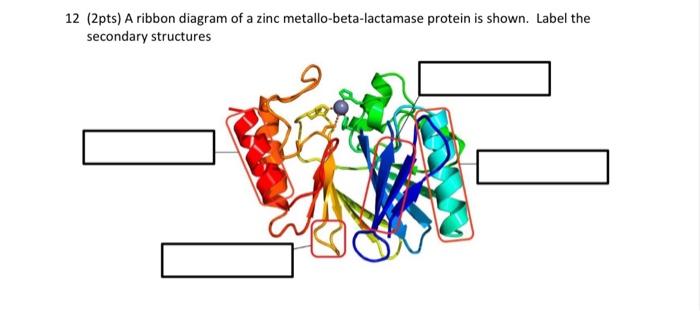 Solved 12 (2pts) A ribbon diagram of a zinc | Chegg.com