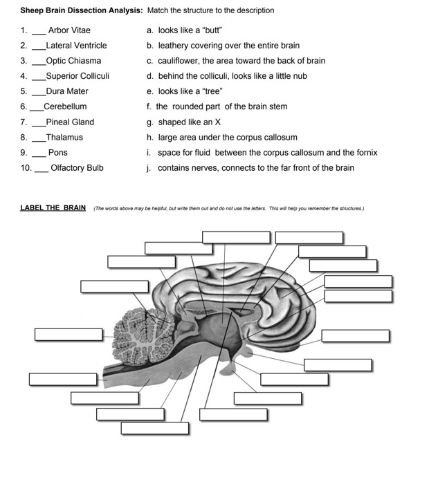 42 sheep brain dissection worksheet Worksheet Master
