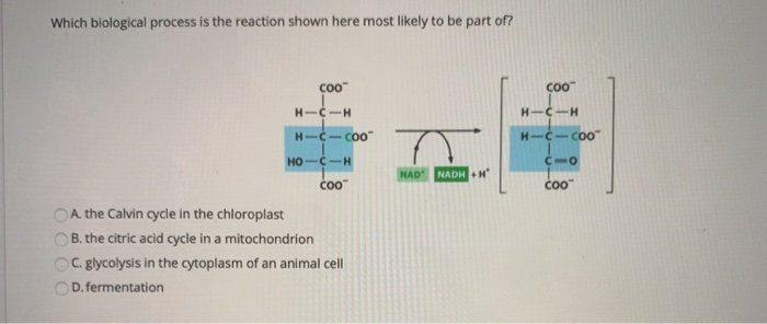 Solved Which biological process is the reaction shown here | Chegg.com