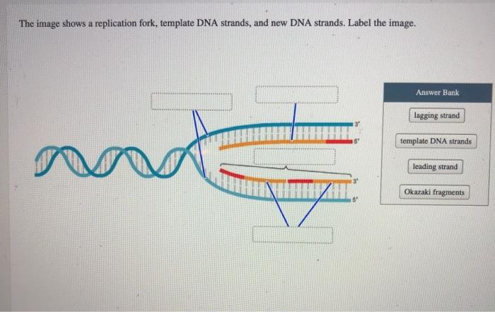 Solved The image shows a replication fork with template DNA | Chegg.com