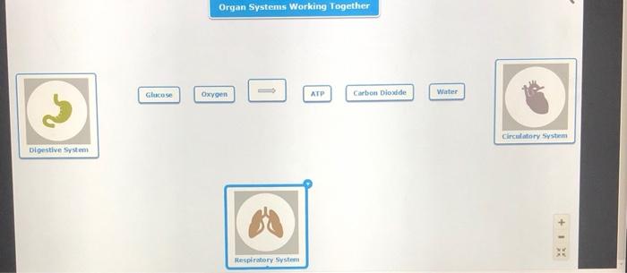 plant-organ-systems-working-together-review-diagram-quizlet