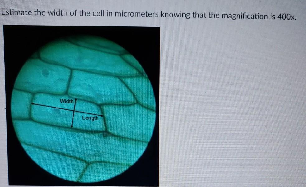 Solved Estimate the width of the cell in micrometers knowing
