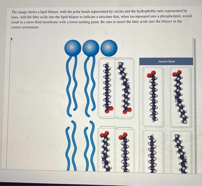 solved-the-image-shows-a-lipid-bilayer-with-the-polar-heads-chegg