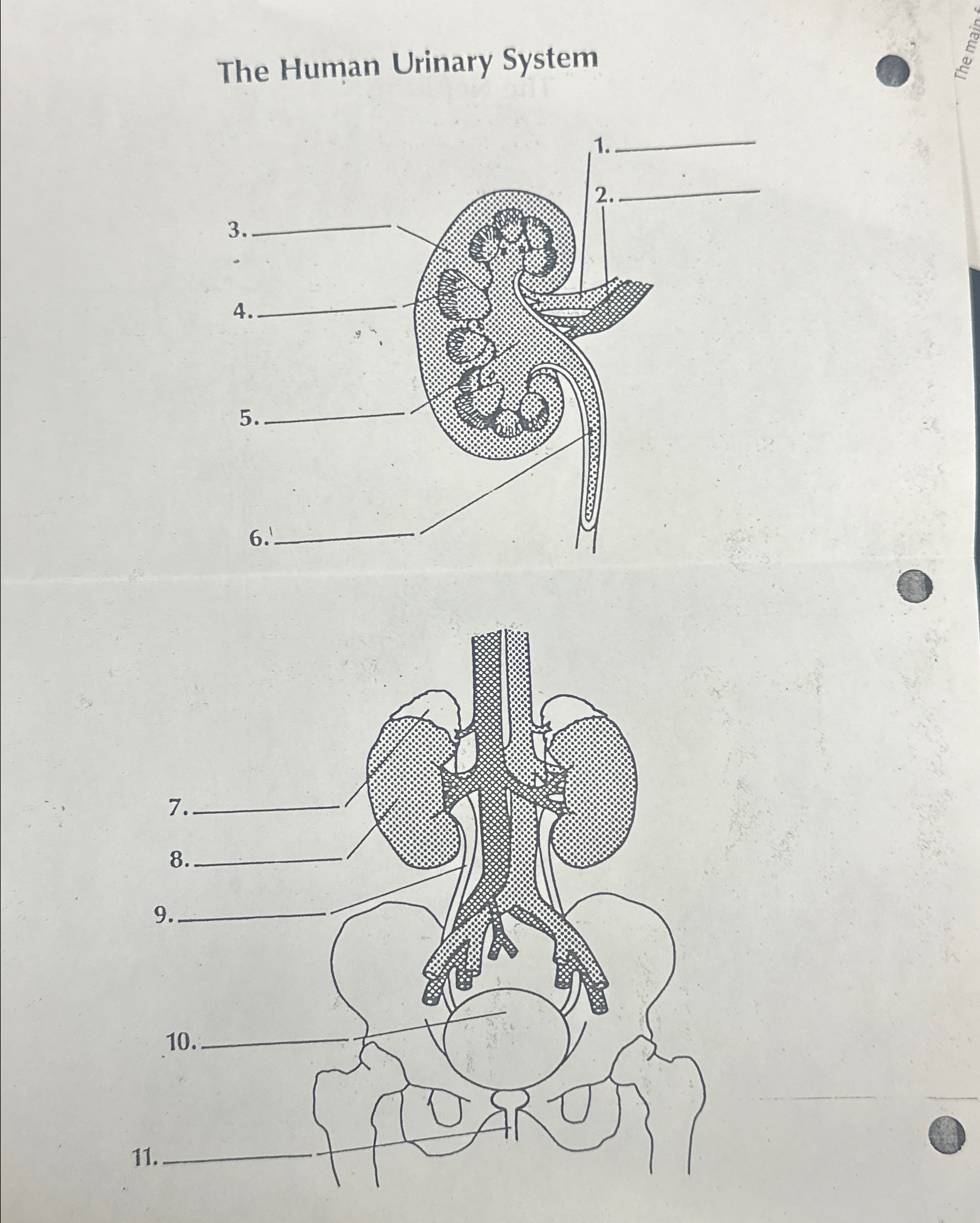 Solved The Human Urinary System | Chegg.com