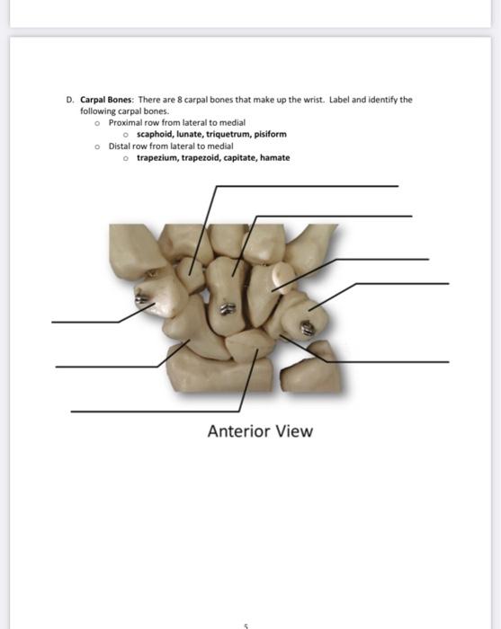 Solved D. Carpal Bones There are 8 carpal bones that make Chegg