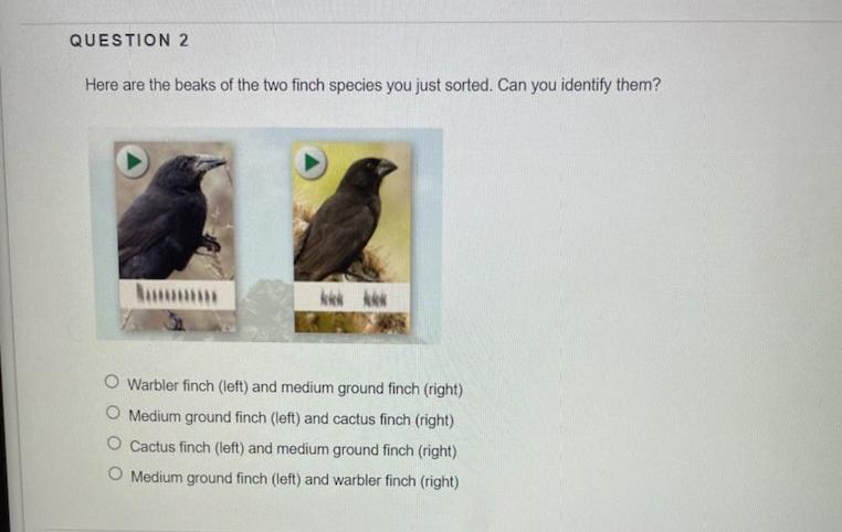 Solved Here are the beaks of the two finch species you just | Chegg.com