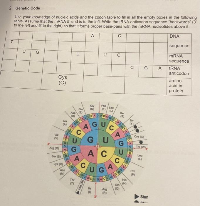 Solved 2. Genetic Code Use your knowledge of nucleic acids | Chegg.com
