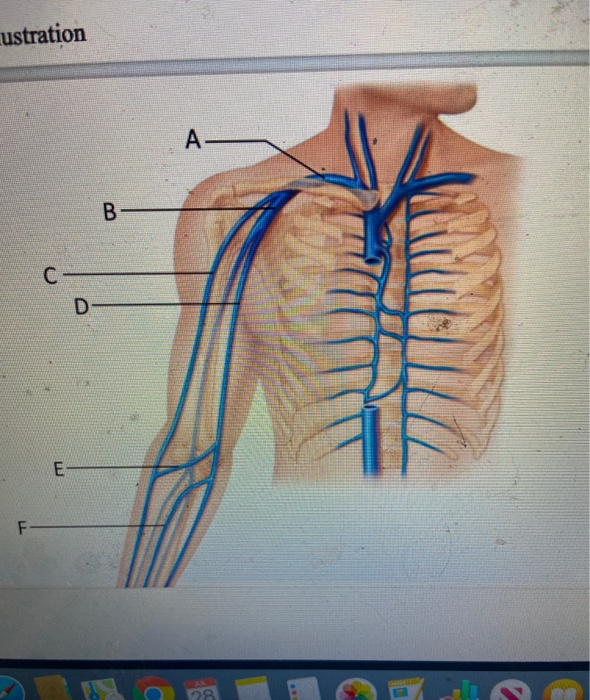 Solved ustration A B C D E F- a. basilic vein b.subclavian | Chegg.com