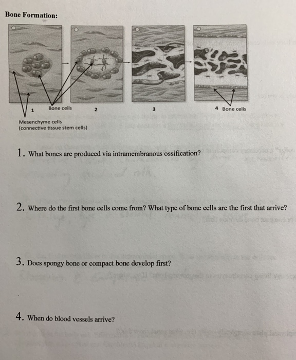 Solved Bone Formation: Bone cells 4 Bone cells Mesenchyme | Chegg.com