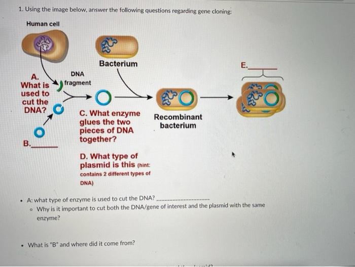 Solved 1. Using the image below, answer the following | Chegg.com