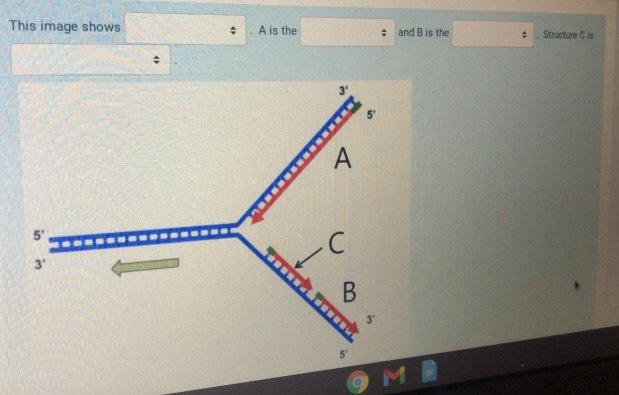 Solved This image shows A is the • and B is the Structure is | Chegg.com